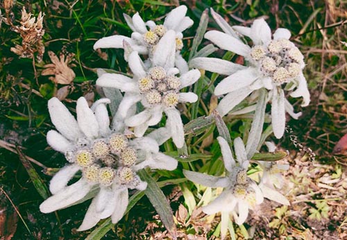 torre_del_brenta_motivi